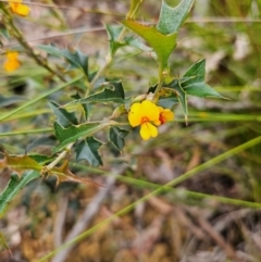 Podolobium ilicifolium (Prickly Shaggy-pea) at Budawang, NSW - 3 Jan 2024 by MatthewFrawley