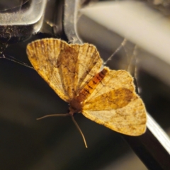 Ectropis (genus) (An engrailed moth) at QPRC LGA - 4 Jan 2024 by Csteele4