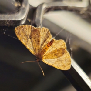 Ectropis (genus) at QPRC LGA - 4 Jan 2024