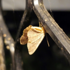 Ectropis (genus) at QPRC LGA - 4 Jan 2024