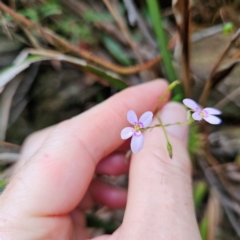 Stylidium laricifolium (Giant Triggerplant, Tree Triggerplant) at QPRC LGA - 3 Jan 2024 by MatthewFrawley