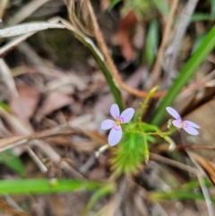 Stylidium laricifolium at QPRC LGA - 3 Jan 2024 12:59 PM