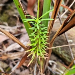 Stylidium laricifolium at QPRC LGA - 3 Jan 2024 12:59 PM