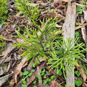 Pseudolycopodium densum at QPRC LGA - suppressed