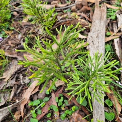 Lycopodium deuterodensum (Bushy Club Moss) at QPRC LGA - 3 Jan 2024 by MatthewFrawley