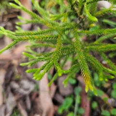 Pseudolycopodium densum at QPRC LGA - suppressed