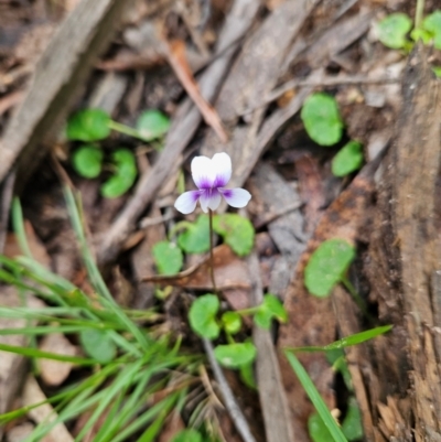 Viola hederacea (Ivy-leaved Violet) at Budawang, NSW - 3 Jan 2024 by MatthewFrawley