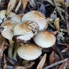 Candelleomyces candolleanus - 1 Jan 1900 by Mike