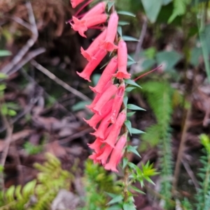 Epacris impressa at QPRC LGA - 3 Jan 2024 01:12 PM