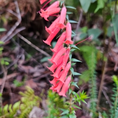 Epacris impressa (Common Heath) at Budawang, NSW - 3 Jan 2024 by MatthewFrawley