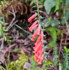 Epacris impressa at QPRC LGA - 3 Jan 2024 01:12 PM