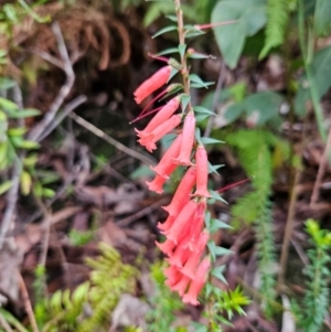 Epacris impressa at QPRC LGA - 3 Jan 2024 01:12 PM