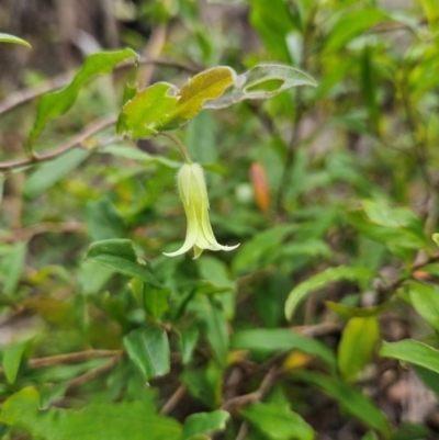 Billardiera mutabilis (Climbing Apple Berry, Apple Berry, Snot Berry, Apple Dumblings, Changeable Flowered Billardiera) at Budawang, NSW - 3 Jan 2024 by MatthewFrawley