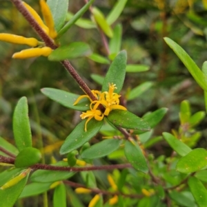 Persoonia mollis subsp. budawangensis at QPRC LGA - 3 Jan 2024