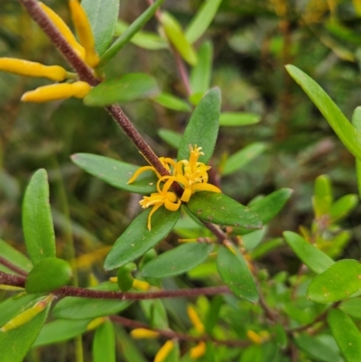 Persoonia mollis subsp. budawangensis at QPRC LGA - 3 Jan 2024 by MatthewFrawley