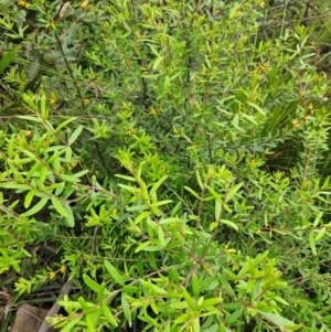 Persoonia mollis subsp. budawangensis at QPRC LGA - 3 Jan 2024