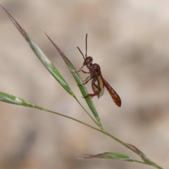 Hyptiogaster sp. (genus) (A parasitic wasp) at Tidbinbilla Nature Reserve - 28 Dec 2023 by DPRees125