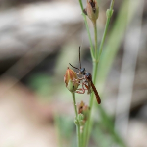 Hyptiogaster sp. (genus) at Tidbinbilla Nature Reserve - 29 Dec 2023