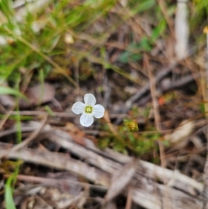 Mitrasacme polymorpha at QPRC LGA - 3 Jan 2024