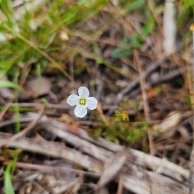 Mitrasacme polymorpha (Varied Mitrewort) at QPRC LGA - 3 Jan 2024 by MatthewFrawley