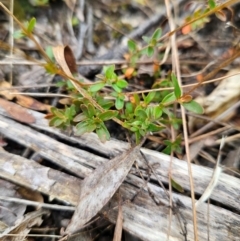 Mitrasacme polymorpha at QPRC LGA - 3 Jan 2024