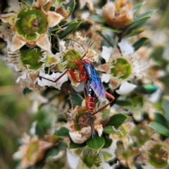 Lissopimpla excelsa (Orchid dupe wasp, Dusky-winged Ichneumonid) at QPRC LGA - 3 Jan 2024 by MatthewFrawley