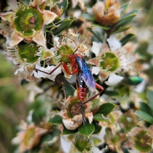 Lissopimpla excelsa at QPRC LGA - 3 Jan 2024