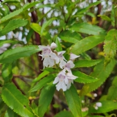 Prostanthera lasianthos (Victorian Christmas Bush) at Budawang, NSW - 3 Jan 2024 by MatthewFrawley