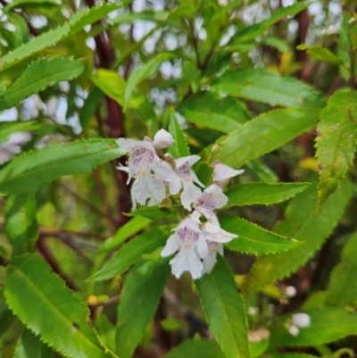 Prostanthera lasianthos (Victorian Christmas Bush) at QPRC LGA - 3 Jan 2024 by MatthewFrawley