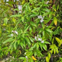 Prostanthera lasianthos at QPRC LGA - 3 Jan 2024