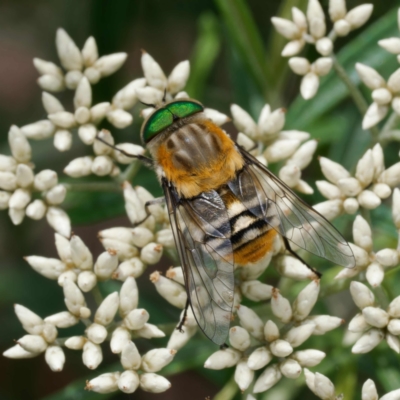 Scaptia patula (March fly) at Tidbinbilla Nature Reserve - 29 Dec 2023 by DPRees125