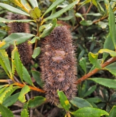 Banksia paludosa (Swamp Banksia) at QPRC LGA - 3 Jan 2024 by MatthewFrawley