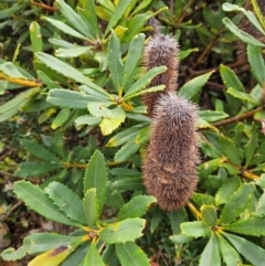 Banksia paludosa at QPRC LGA - 3 Jan 2024 03:00 PM