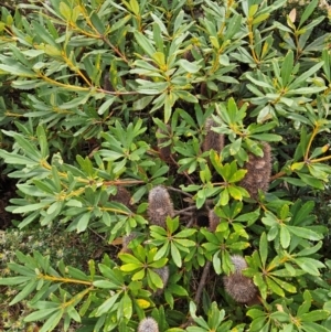 Banksia paludosa at QPRC LGA - 3 Jan 2024 03:00 PM