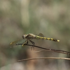 Orthetrum caledonicum (Blue Skimmer) at Cook, ACT - 1 Jan 2024 by Tammy