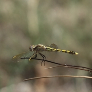 Orthetrum caledonicum at Cook, ACT - 1 Jan 2024