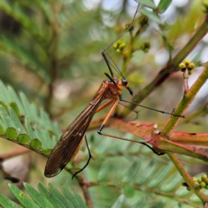 Harpobittacus australis at QPRC LGA - 3 Jan 2024