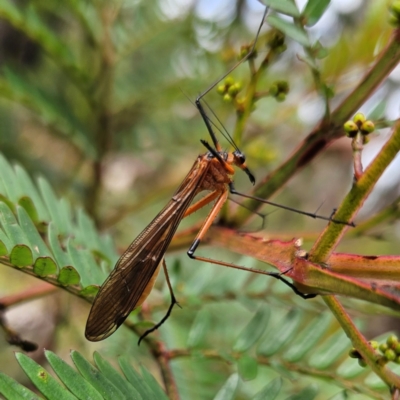 Harpobittacus australis (Hangingfly) at QPRC LGA - 3 Jan 2024 by MatthewFrawley