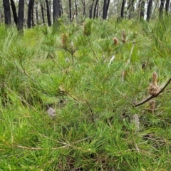 Banksia spinulosa var. spinulosa (Hairpin Banksia) at Budawang, NSW - 3 Jan 2024 by MatthewFrawley
