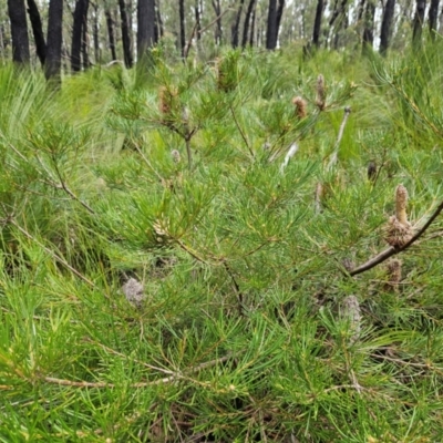 Banksia spinulosa var. spinulosa (Hairpin Banksia) at Budawang, NSW - 3 Jan 2024 by MatthewFrawley