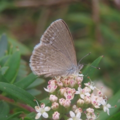 Zizina otis (Common Grass-Blue) at QPRC LGA - 3 Jan 2024 by MatthewFrawley