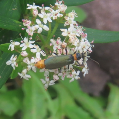 Chauliognathus lugubris (Plague Soldier Beetle) at Budawang, NSW - 3 Jan 2024 by MatthewFrawley