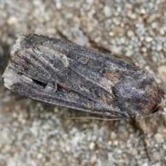 Agrotis infusa (Bogong Moth, Common Cutworm) at Hughes, ACT - 4 Jan 2024 by LisaH