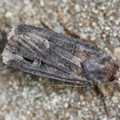 Agrotis infusa (Bogong Moth, Common Cutworm) at Hughes, ACT - 3 Jan 2024 by LisaH