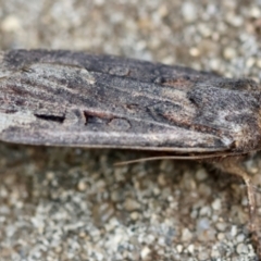 Agrotis infusa at Hughes, ACT - suppressed