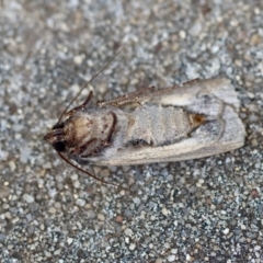 Agrotis infusa at Hughes, ACT - suppressed