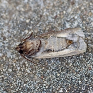 Agrotis infusa at Hughes, ACT - 4 Jan 2024