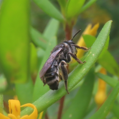 Leioproctus (Cladocerapis) sp. (genus & subgenus) (Persoonia Bee) at QPRC LGA - 3 Jan 2024 by MatthewFrawley