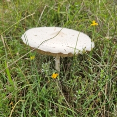 Macrolepiota dolichaula at Taylor, ACT - 4 Jan 2024