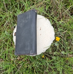 Macrolepiota dolichaula at Taylor, ACT - 4 Jan 2024